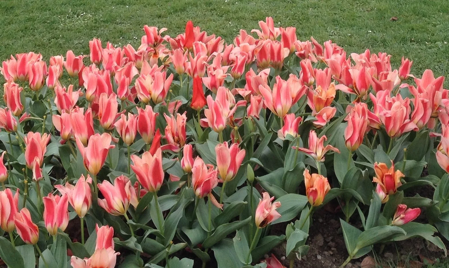 Four Tips from a KC Professional Organizer for Spring Cleaning and Tidying