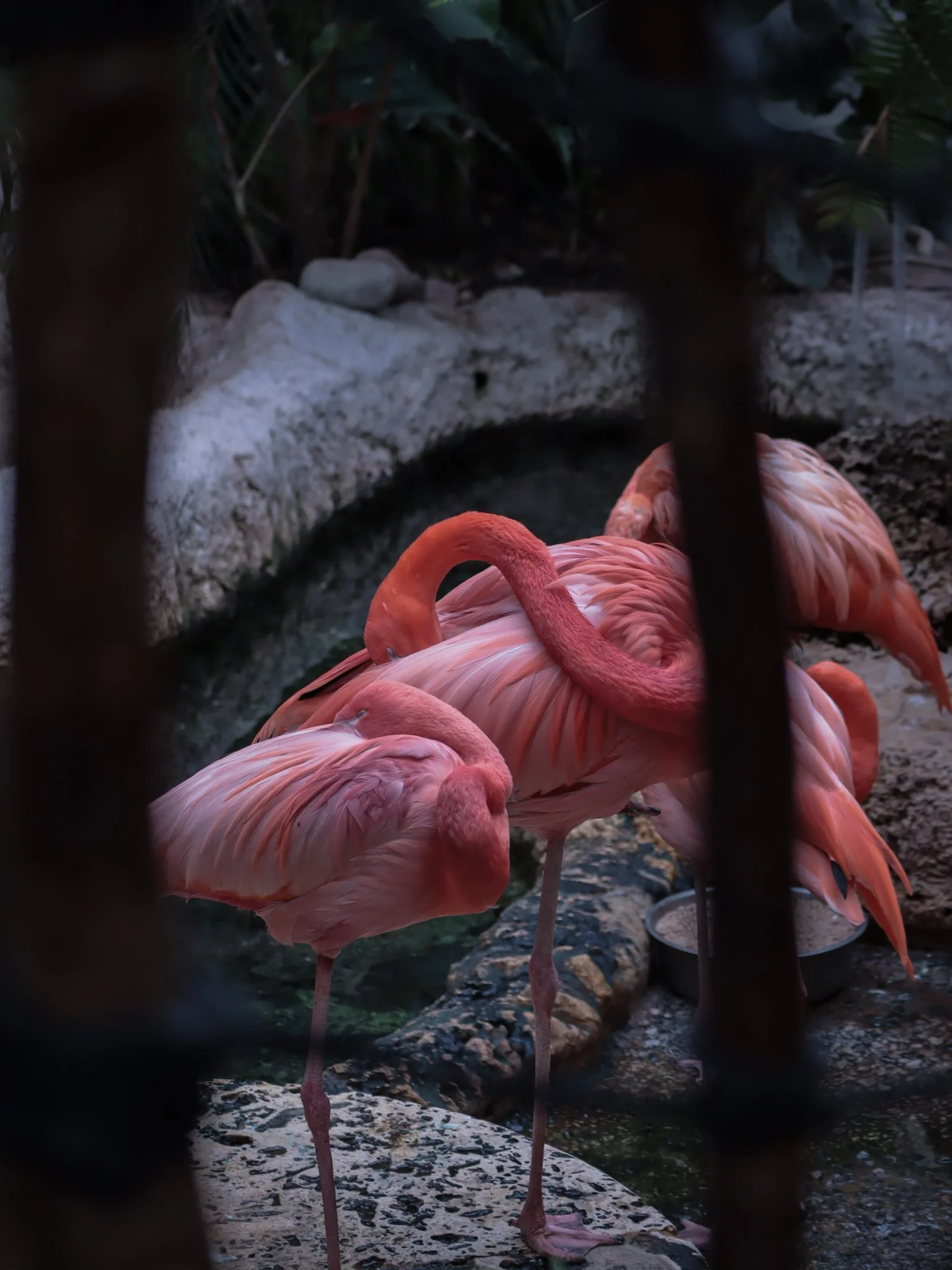 American Flamingos at Dallas World Aquarium by Jordan Fichter
