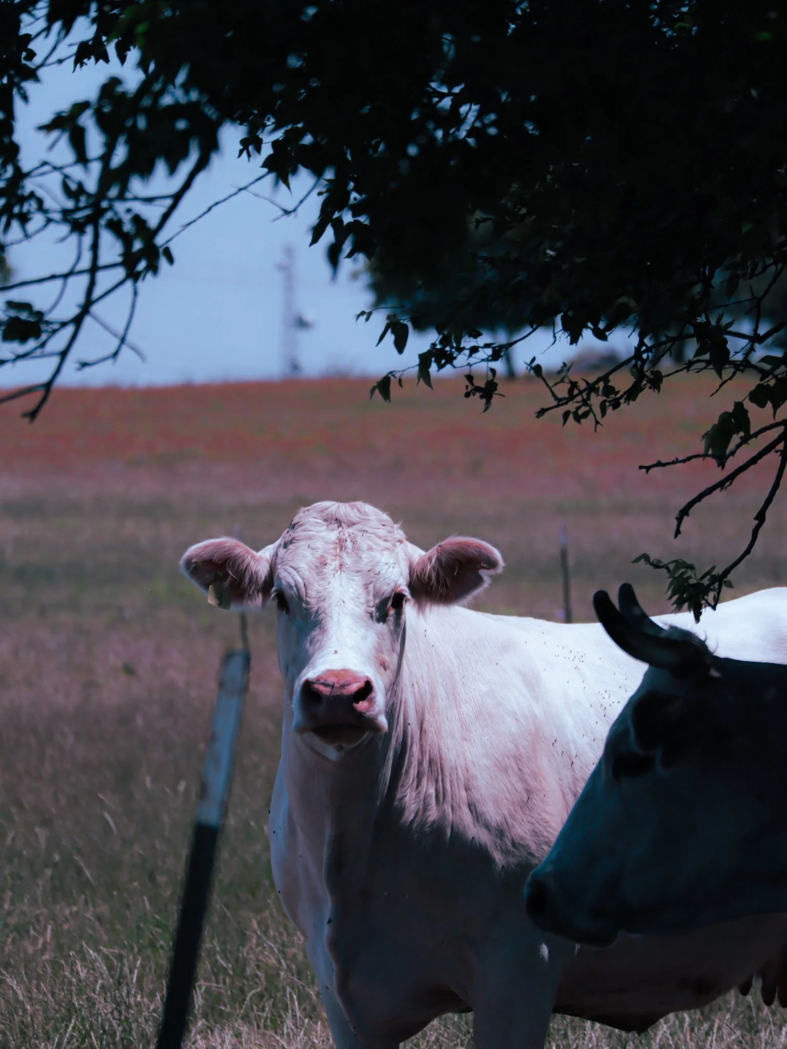 cow on a country backroad farm