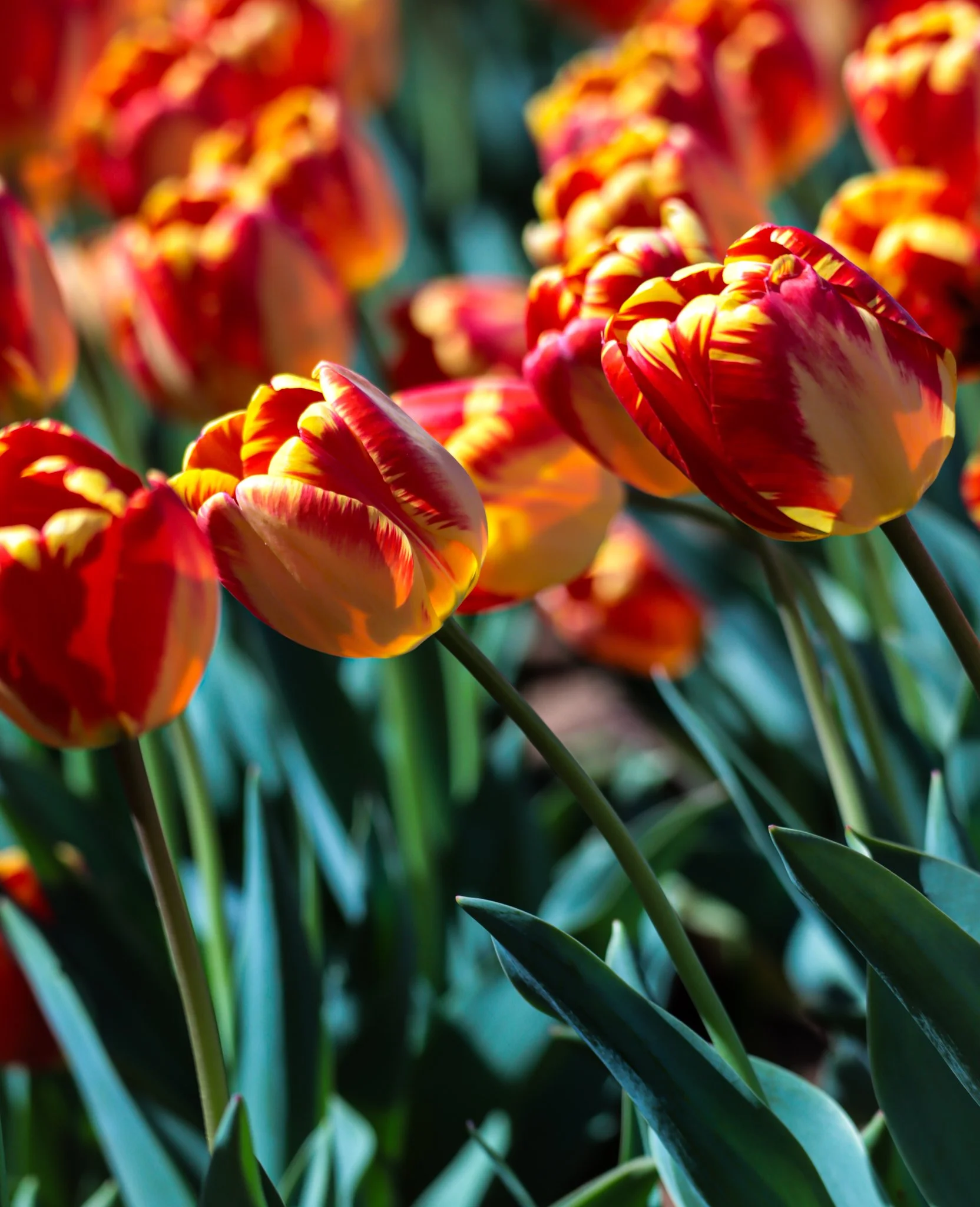 Bajan Luka Tulips