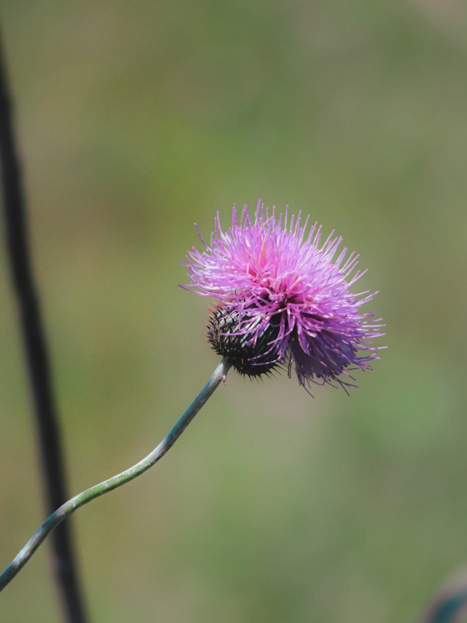 purple basketflower (Centaurea americana)