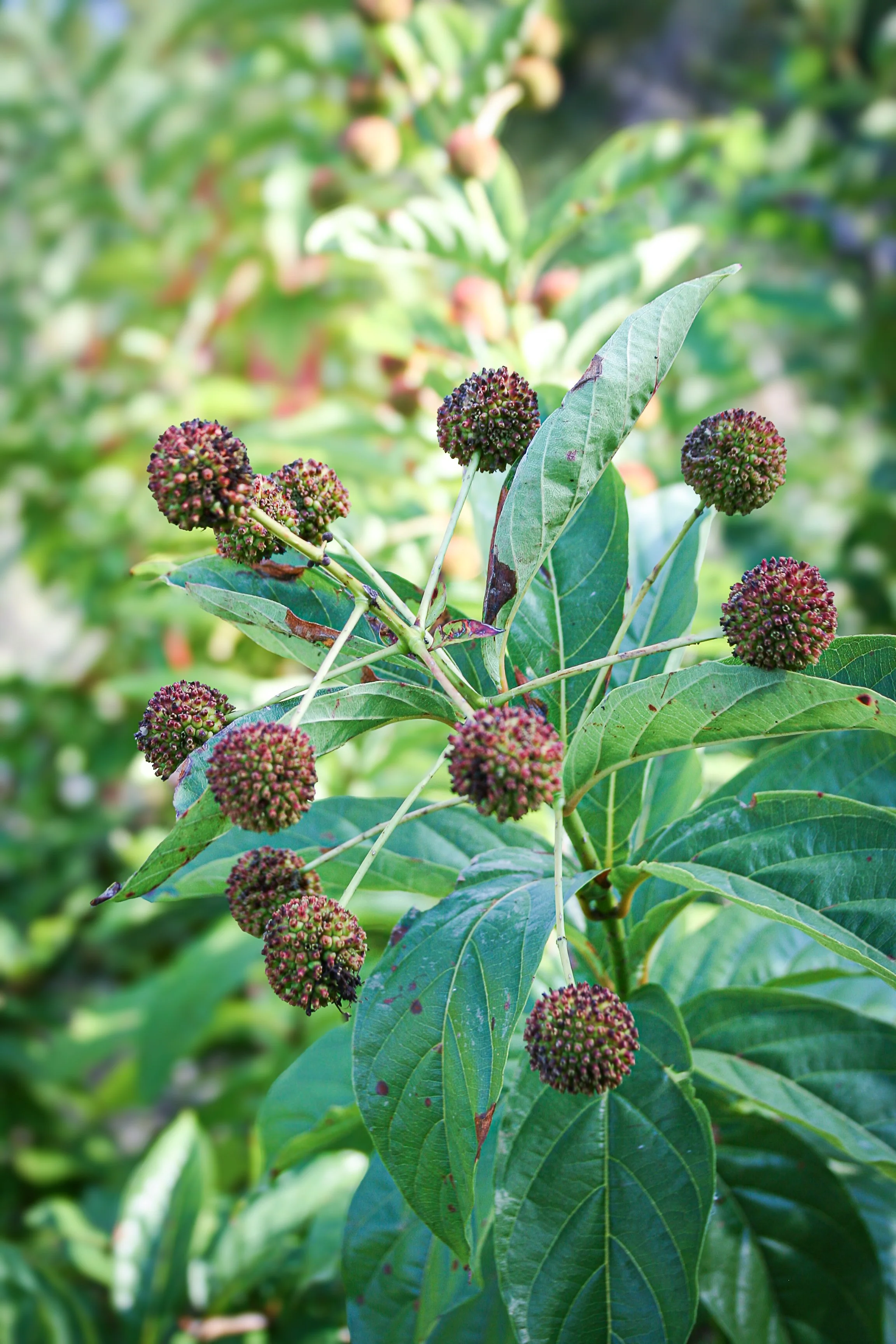 Close-up of a plant with green leaves and round, spiky, dark purple berries.