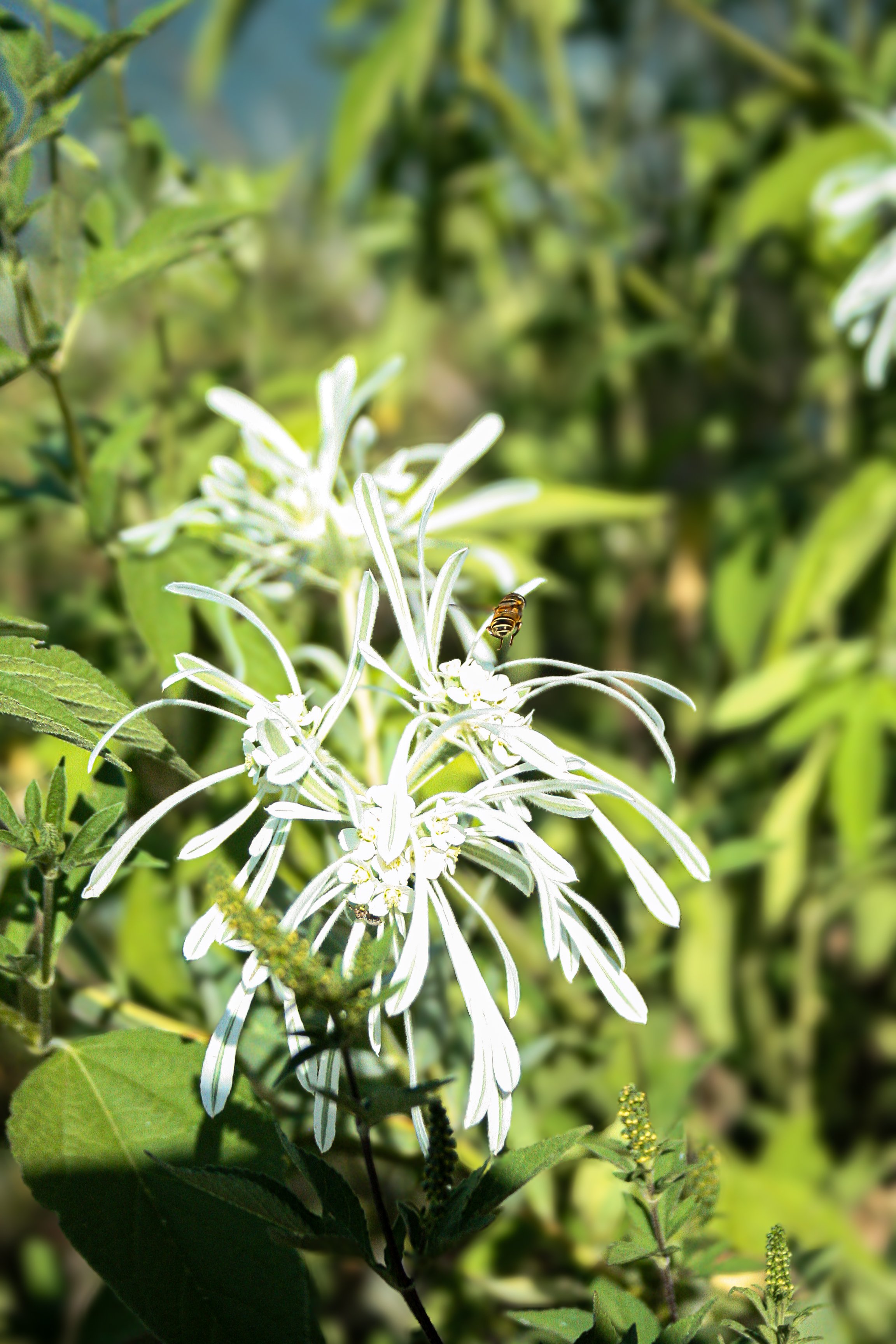A white flower with slender petals and a bee resting on it, surrounded by green foliage.