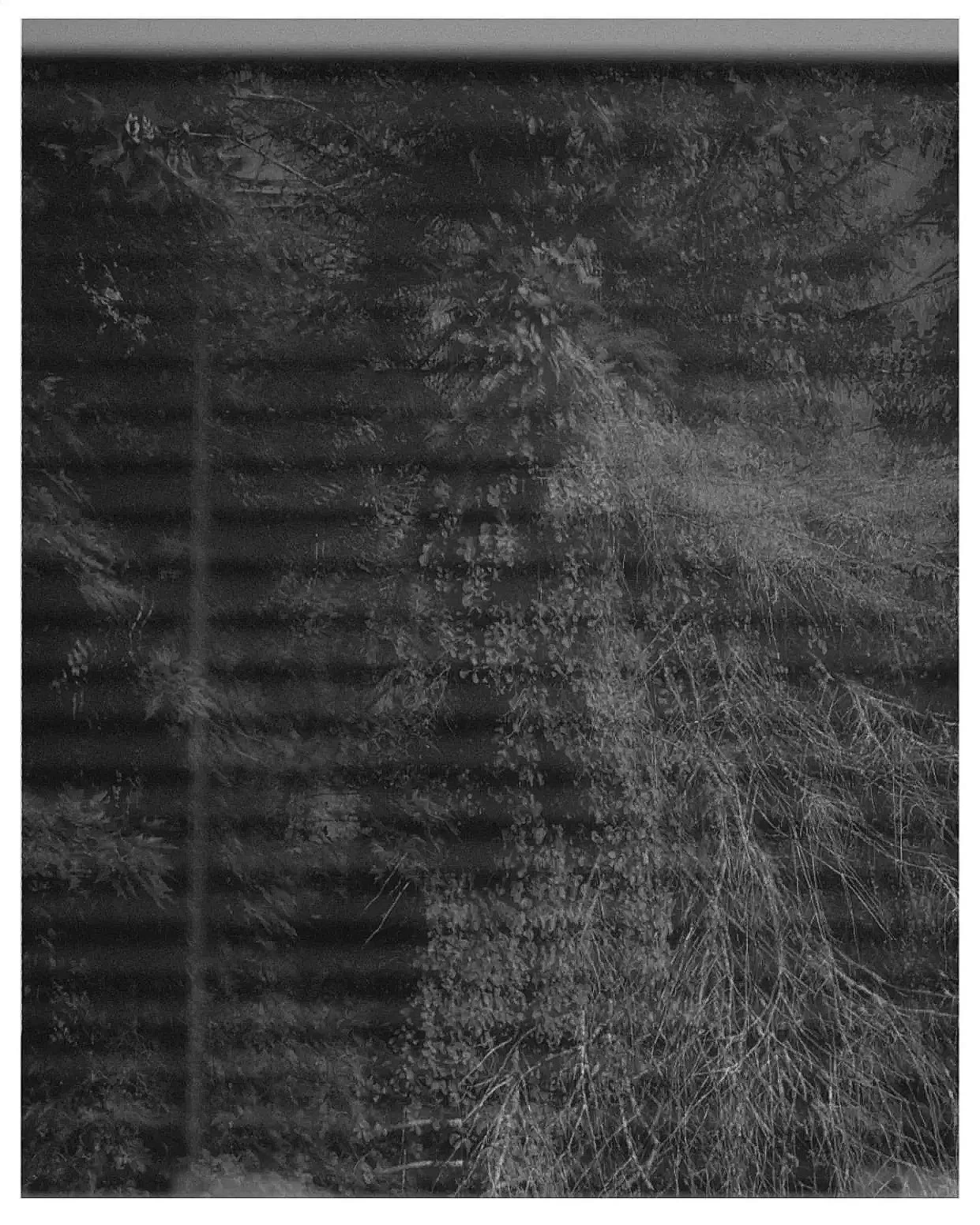 A black and white photograph of evergreen trees, forests, and natural landscape.