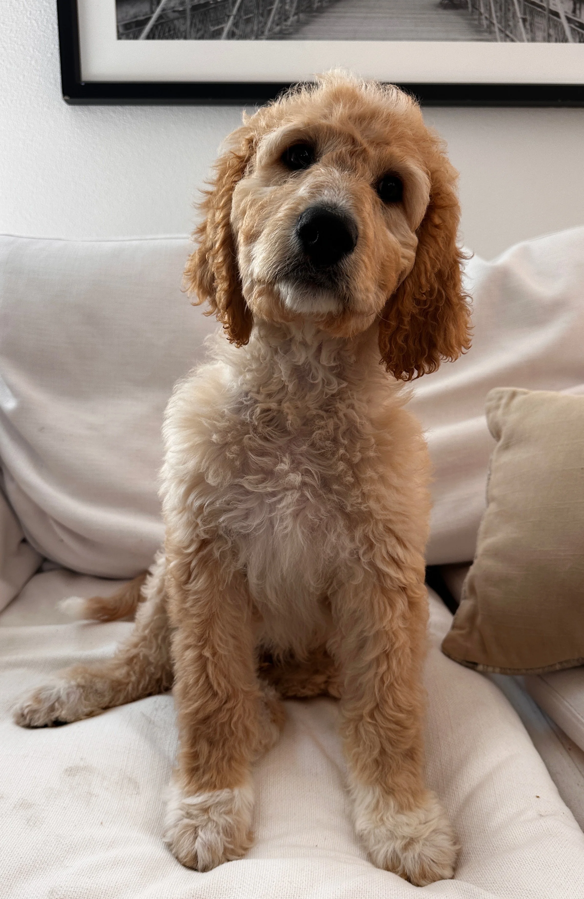 Goldendoodle color guide,Chocolate Goldendoodle puppies,Merle Goldendoodle breeder,Red and Apricot Goldendoodles,Tuxedo Goldendoodle markings,Rare Goldendoodle colors,Teddy Bear Goldendoodle aesthetic