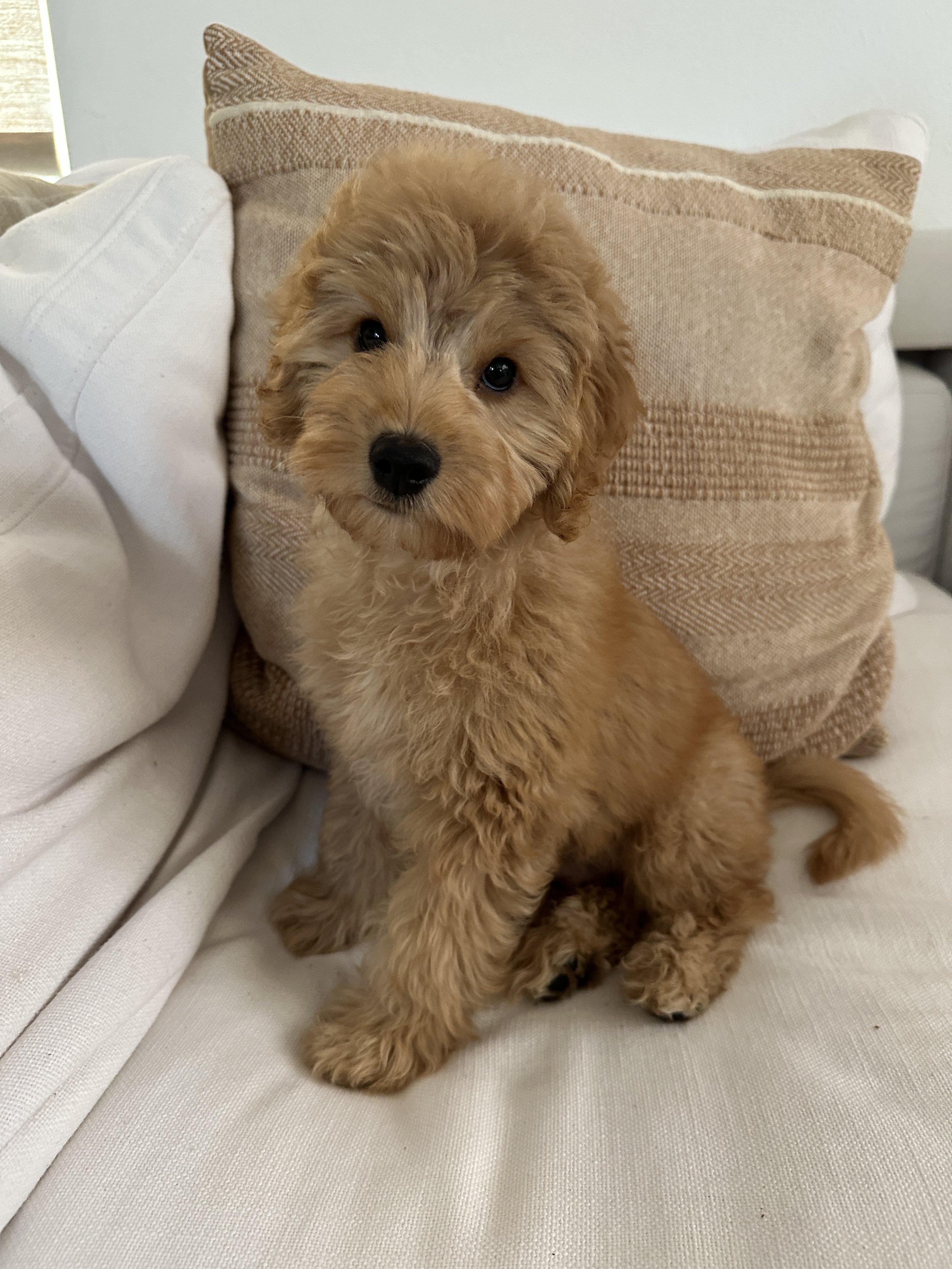 mini goldendoodle puppy near me, Hug-Ready Goldendoodles: The Guide to Coat Care