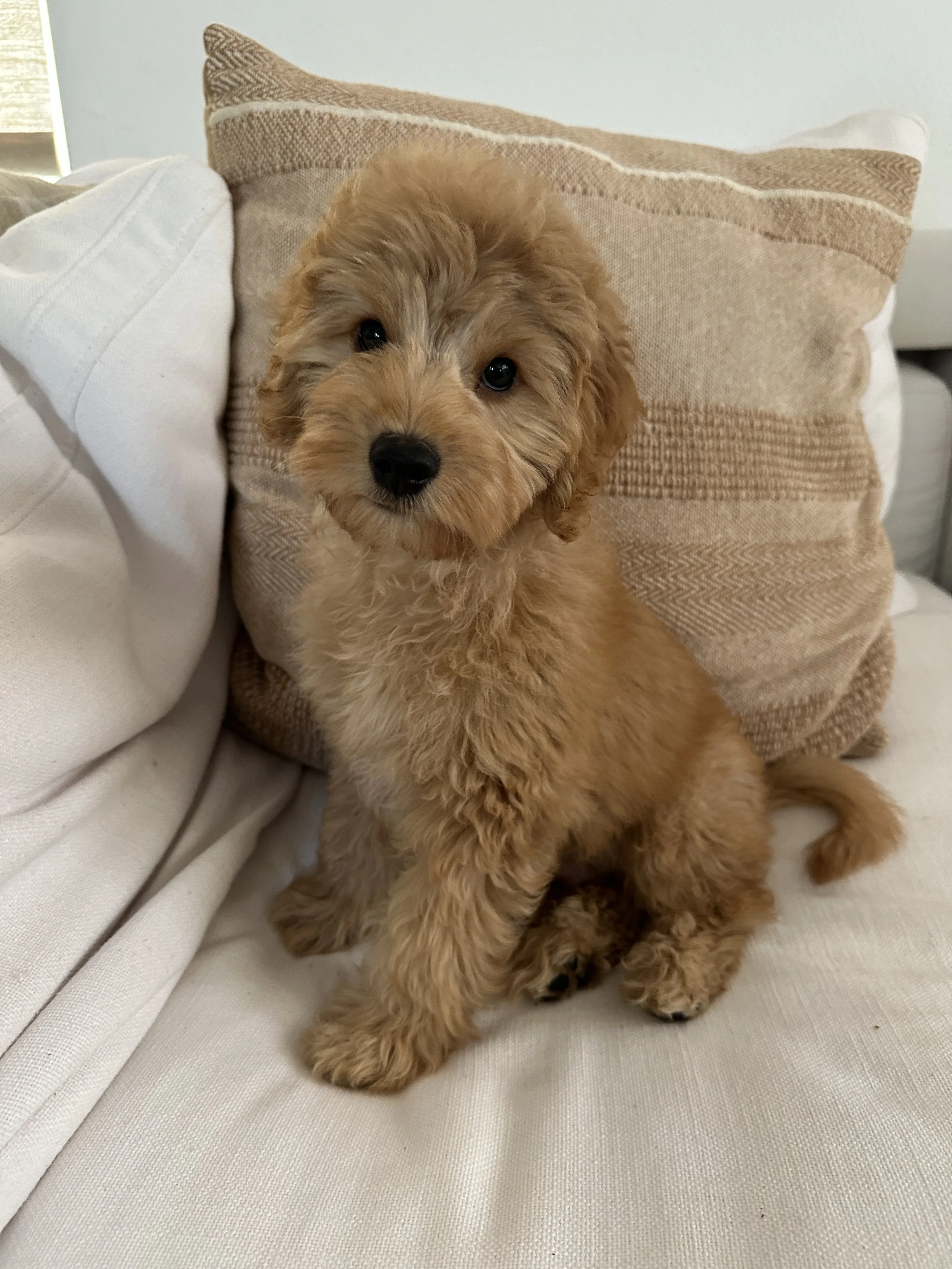 mini goldendoodle puppy near me.jpeg