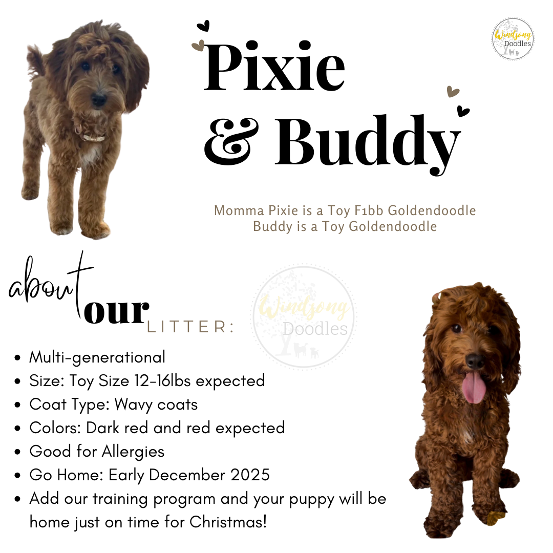 Design promoting Pixie and Buddy, Toy Goldendoodles, with photos of a light brown, wavy-coated dog and a darker, curly-coated dog. Includes litter details and training information.