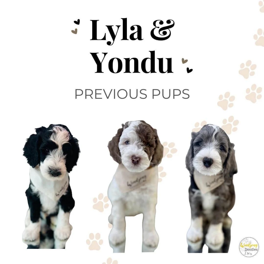 Image of three adorable puppies, with the text 'Lyla & Yondü' and 'Previous Pups' above them, decorated with small paw prints and hearts.