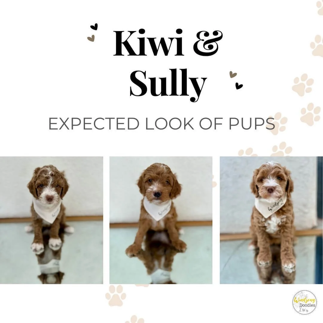 Cover image showing three cute puppy photos with the title "Kiwi & Sully" and the subtitle "Expected Look of Pups." Small paw print graphics are scattered around the image.