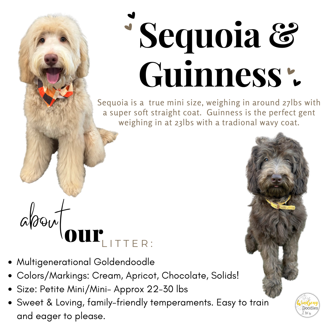 best Goldendoodle breeder, mini goldendoodle breeder, teddy bear goldendoodles for sale, Orange County doodle breeders