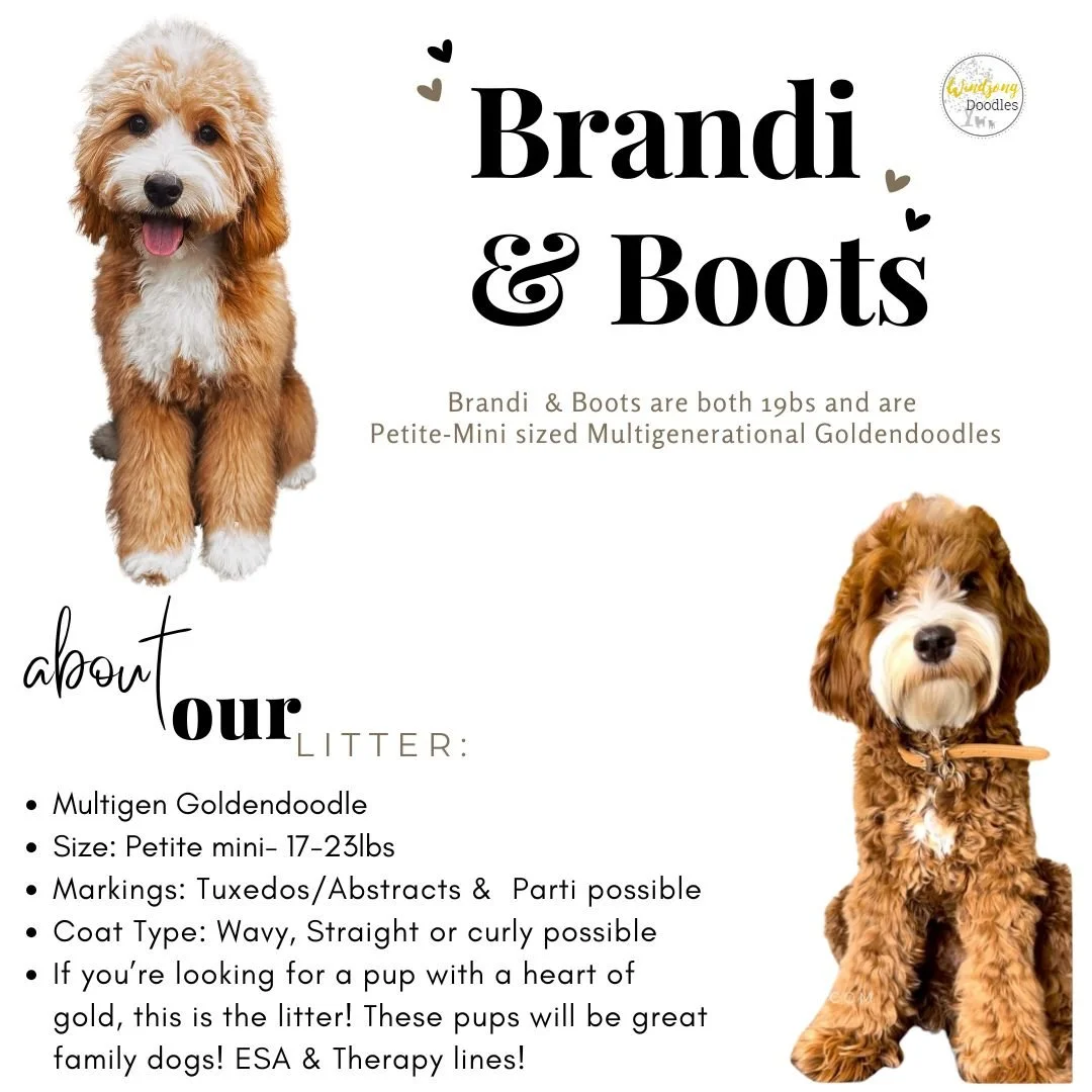 tuxedo mini goldendoodles near me, Goldendoodle puppies for sale