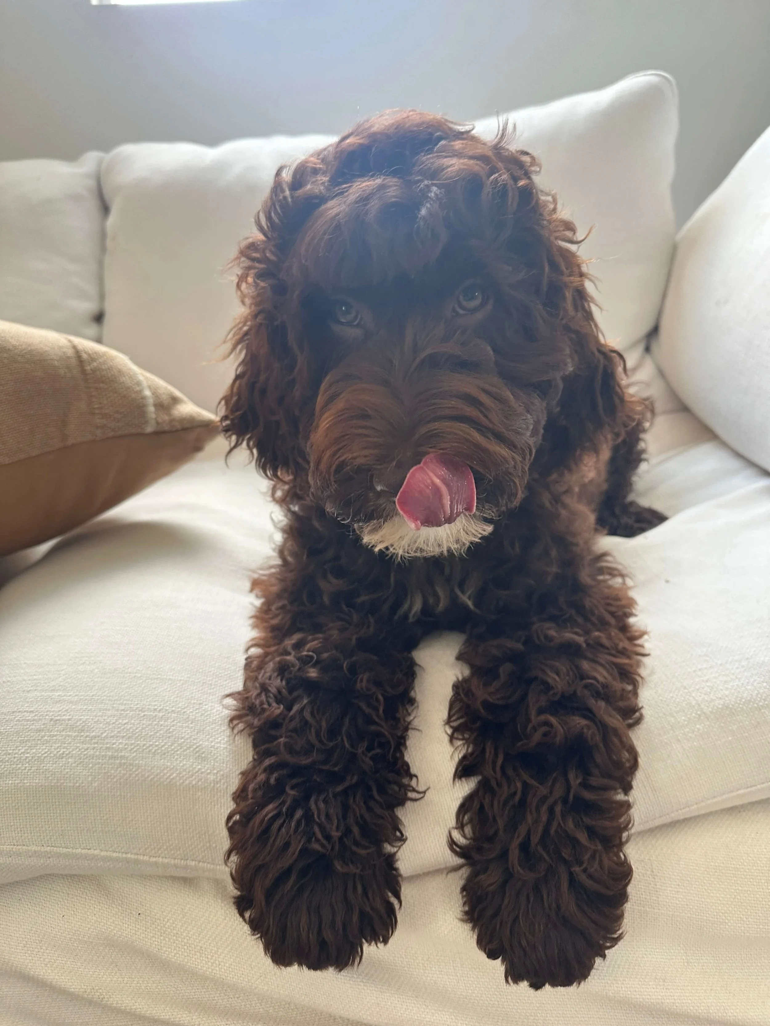 A brown Labradoodle puppy with curly fur sitting on a cream-colored sofa, sticking out its tongue. available goldendoodle puppies for sale, Irvine doodle breeder, goldendoodle breeders near me