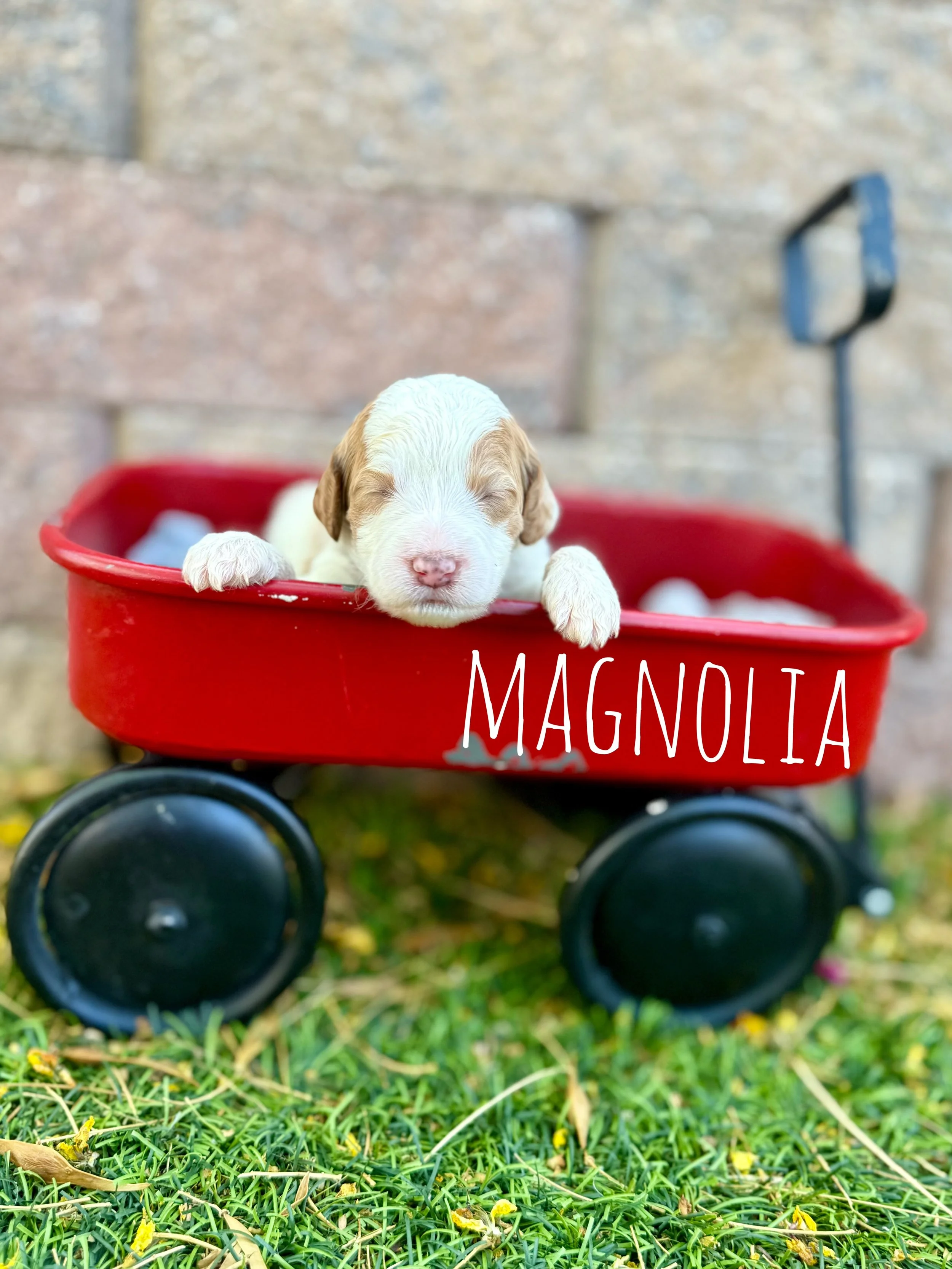 standard goldendoodles for sale, standard size teddy bear goldendoodle breeder