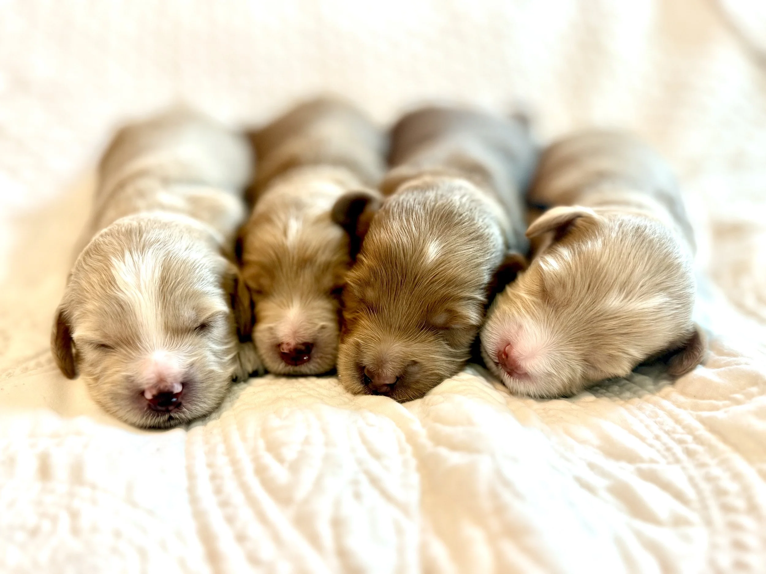 Little Luxuries: Meet the Sequoia &amp; Lux Mini "Teddy Bears"