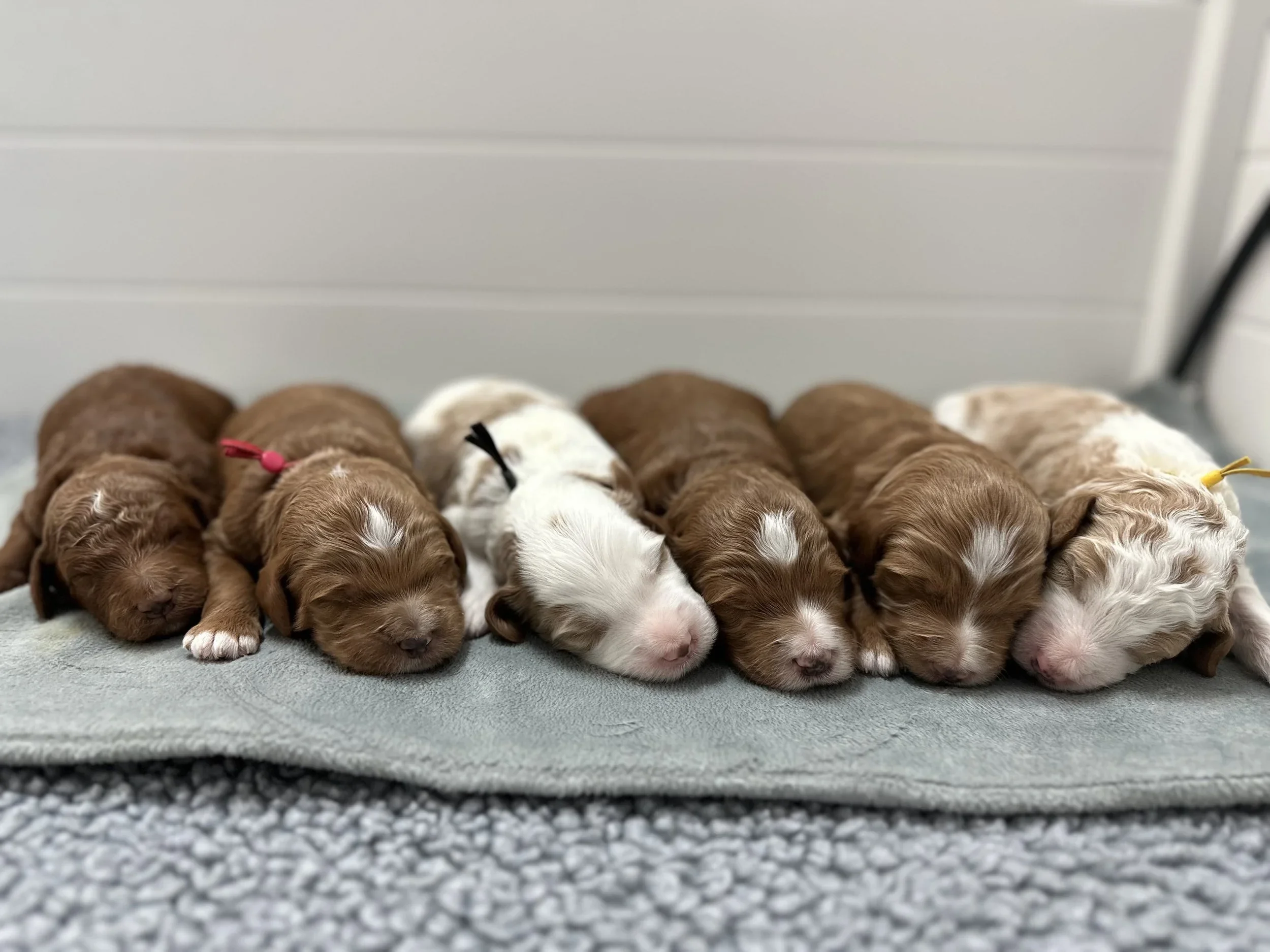 Upcoming Goldendoodle Litters: What’s Coming This Winter