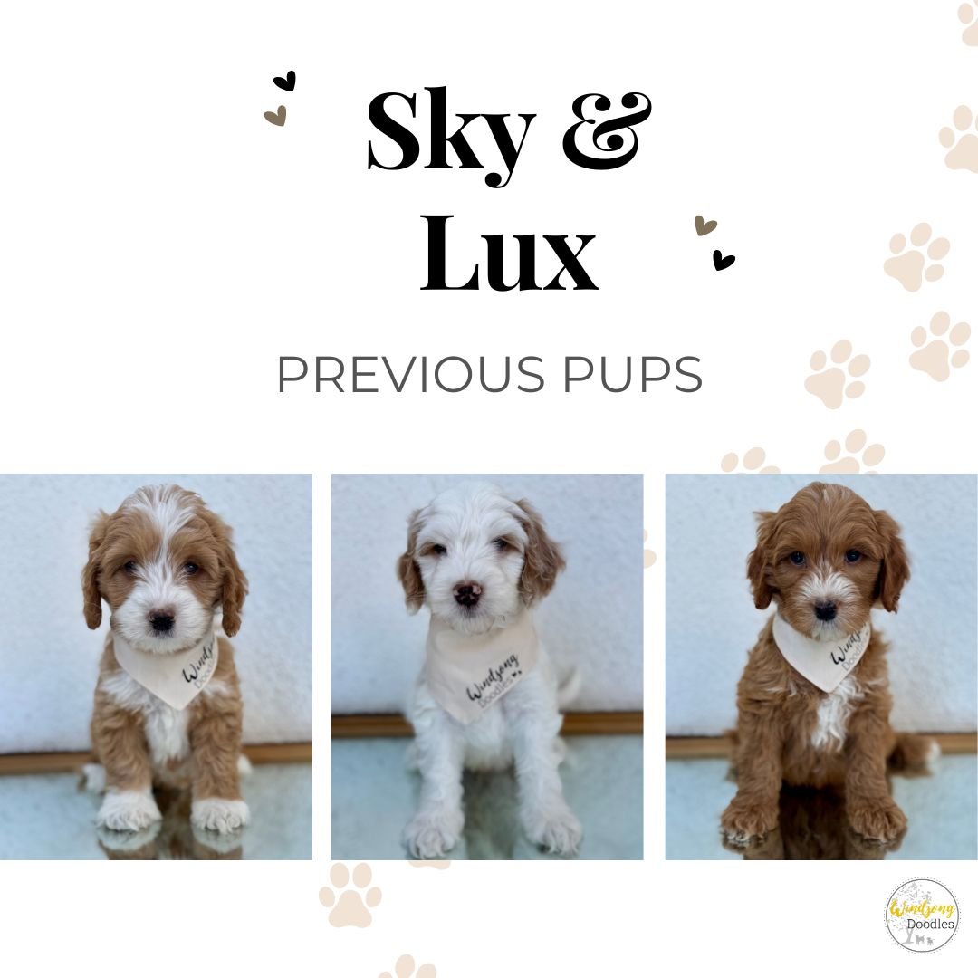 merle goldendoodles near me, medium-sized goldendoodle puppies for sale San Diego