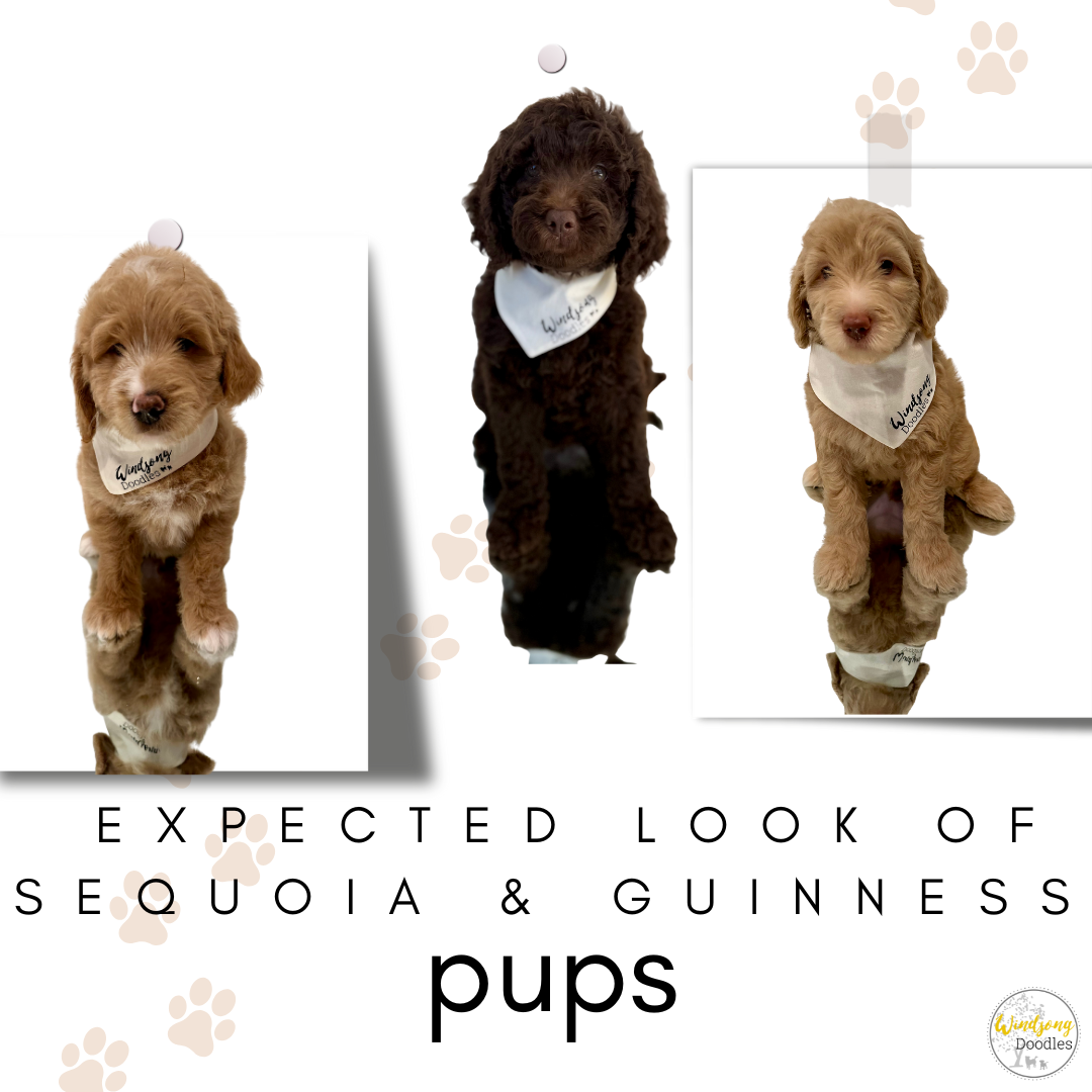best Goldendoodle breeder, mini goldendoodle breeder, teddy bear goldendoodles for sale, Orange County doodle breeders