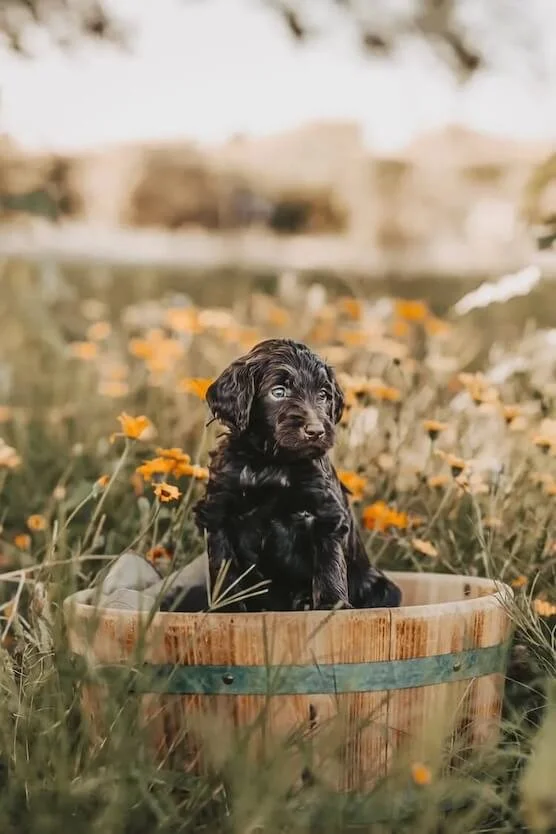 ethical goldendoodle breeder, best southern CA doodle breeder