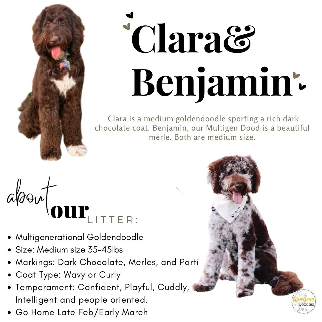 best Goldendoodle breeder, mini goldendoodle breeder, teddy bear goldendoodles for sale, Orange County doodle breeders