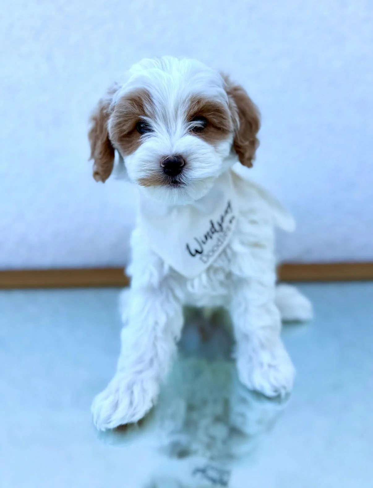 micro goldendoodle breeders near me, doodles for sale San Diego