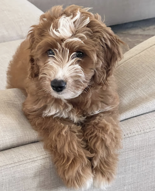 How to Know if a Mini Goldendoodle Breeder in CA Is Ethical