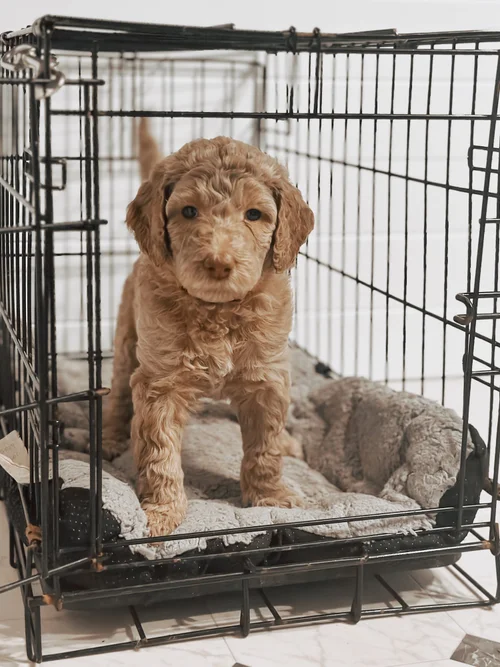 Crate or Bed? Where Should Your Goldendoodle Sleep?