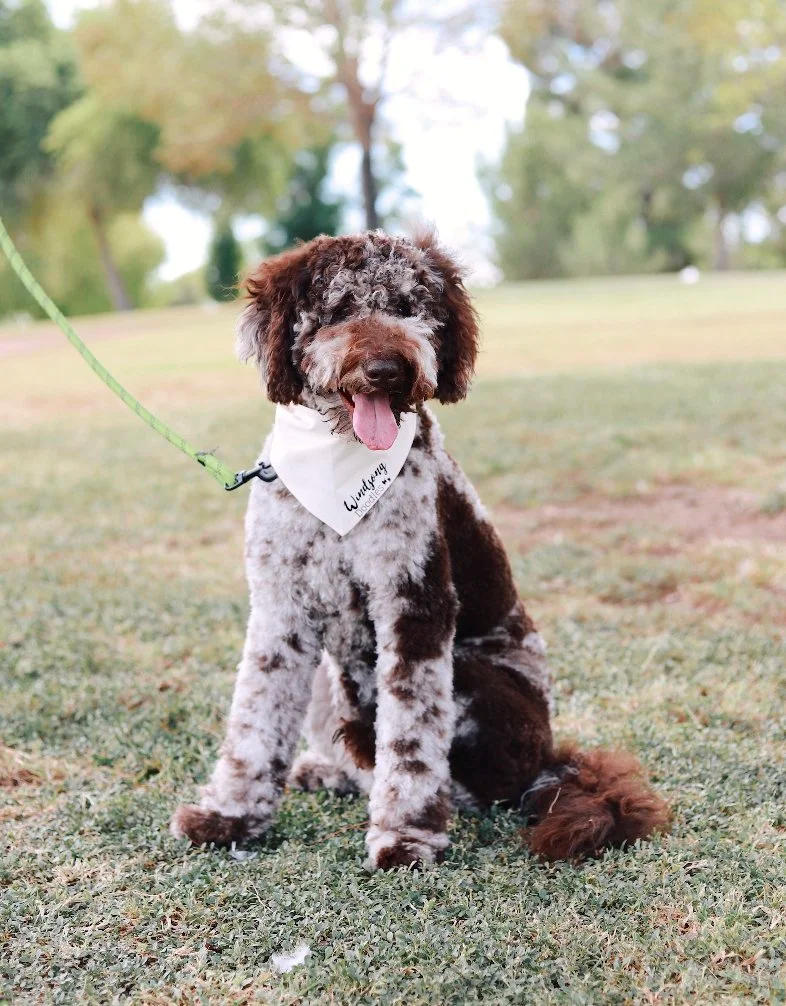 Merle Goldendoodles: How Responsible Breeders Create These Unique Puppies
