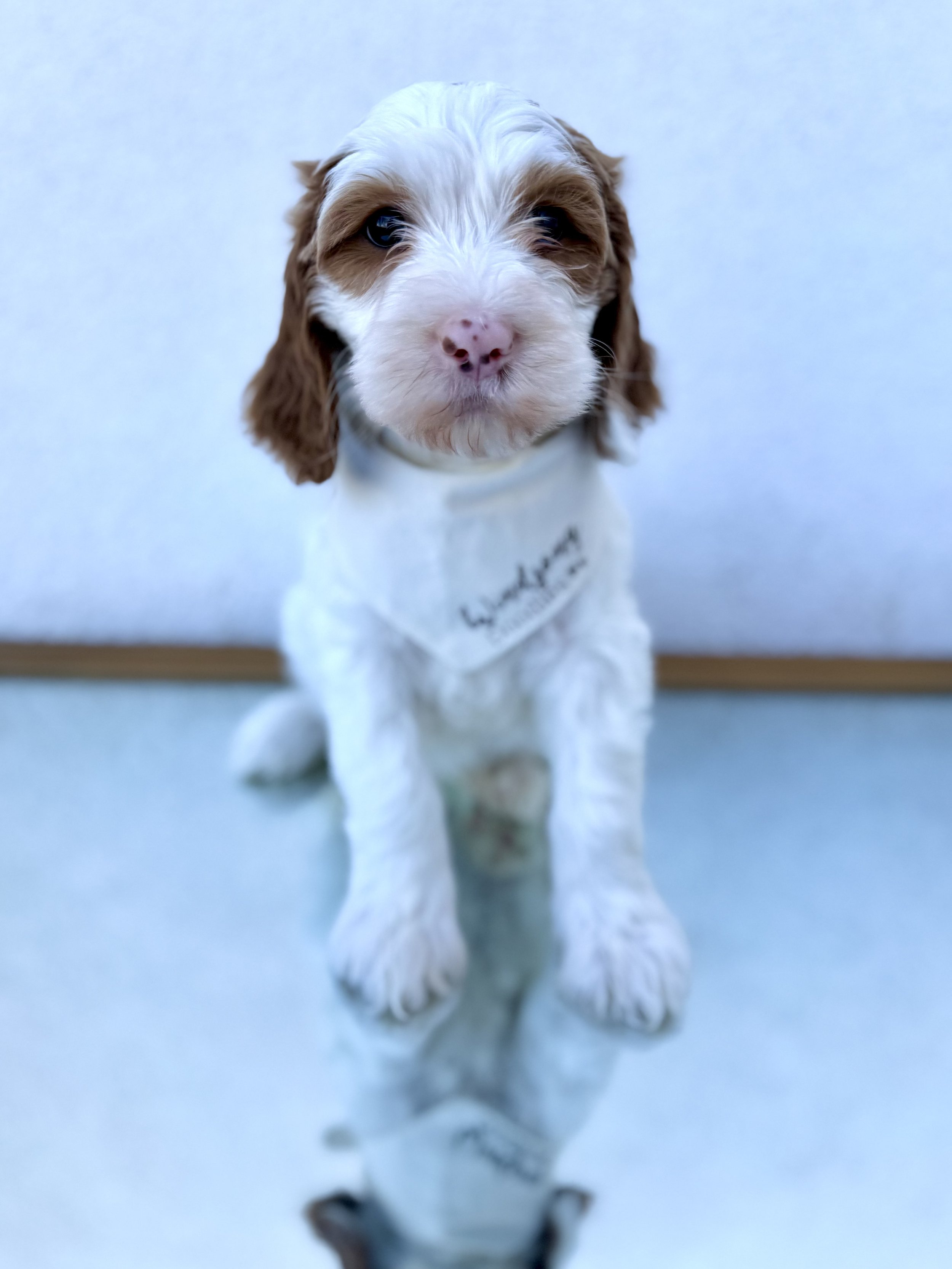 Learn How to Choose the Right Breeder