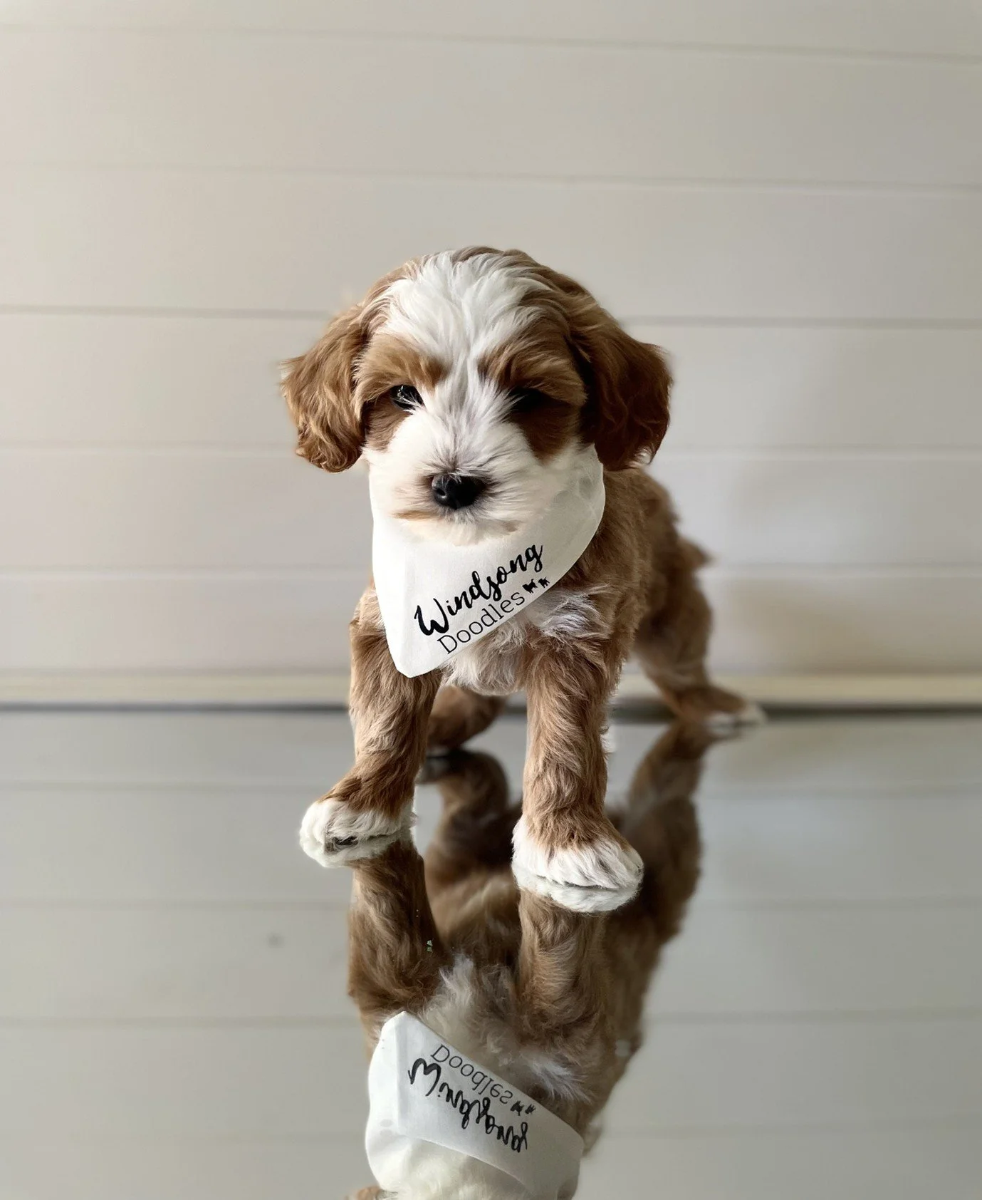 Hypoallergenic Doodle Puppies from Ventura County Breeders