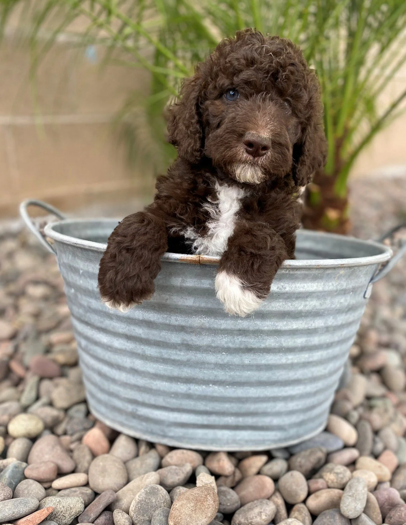 Best Grooming Routines for a Toy Size Doodle Puppy in California