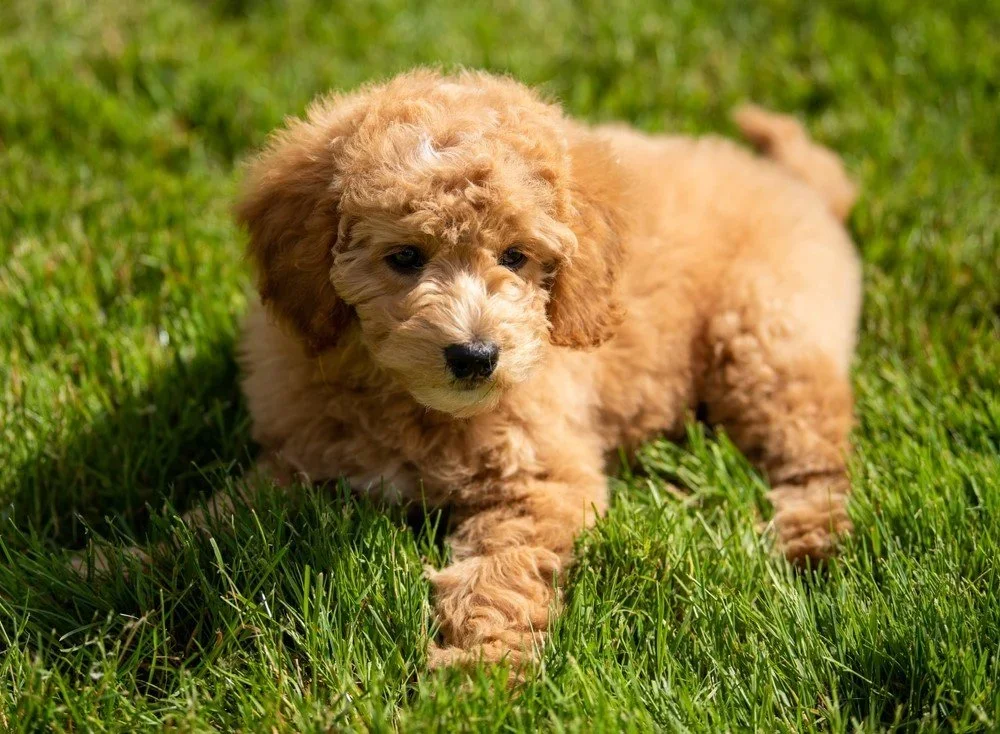 San Diego Goldendoodle puppies