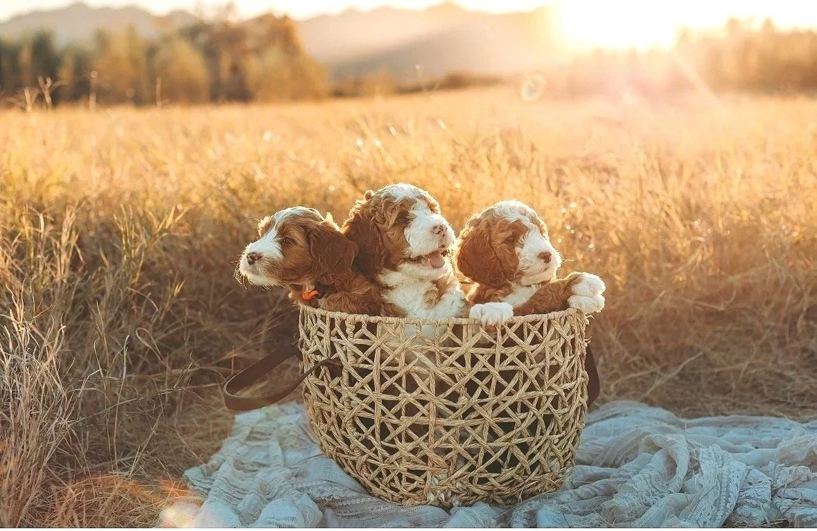 available goldendoodle puppies for sale, Irvine doodle breeder, goldendoodle breeders near me