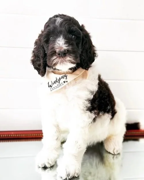 Las Vegas goldendoodle breeder, goldendoodle breeding in Las Vegas, Goldendoodle breeder near me Las Vegas, golden doodle puppies for sale Las Vegas