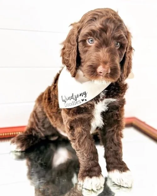Las Vegas goldendoodle breeder, goldendoodle breeding in Las Vegas, Goldendoodle breeder near me Las Vegas, golden doodle puppies for sale Las Vegas