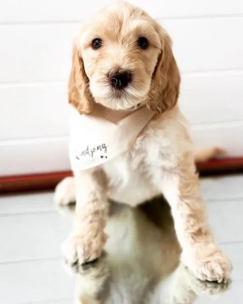 Las Vegas goldendoodle breeder, goldendoodle breeding in Las Vegas, Goldendoodle breeder near me Las Vegas, golden doodle puppies for sale Las Vegas