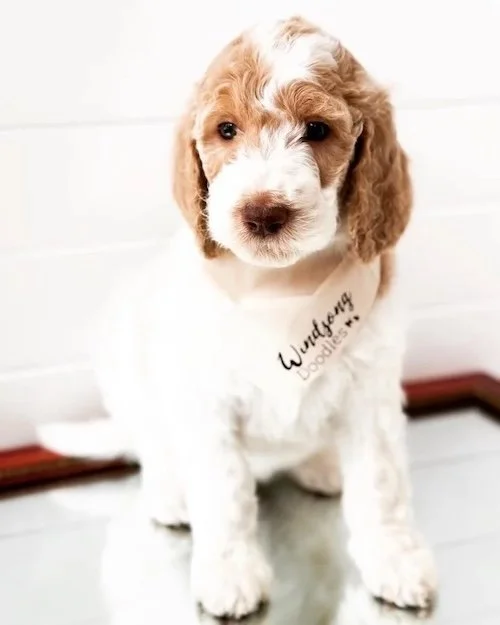 Las Vegas goldendoodle breeder, goldendoodle breeding in Las Vegas, Goldendoodle breeder near me Las Vegas, golden doodle puppies for sale Las Vegas