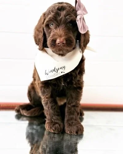Las Vegas goldendoodle breeder, goldendoodle breeding in Las Vegas, Goldendoodle breeder near me Las Vegas, golden doodle puppies for sale Las Vegas