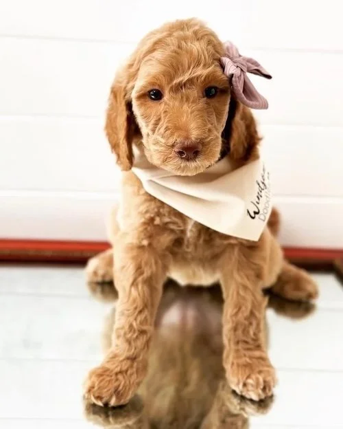 Las Vegas goldendoodle breeder, goldendoodle breeding in Las Vegas, Goldendoodle breeder near me Las Vegas, golden doodle puppies for sale Las Vegas