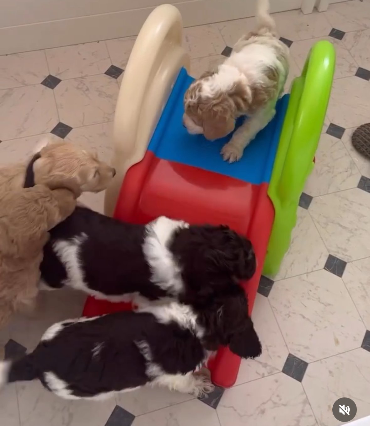 Brains Meet Beauty: How Smart Are Goldendoodles, Really?