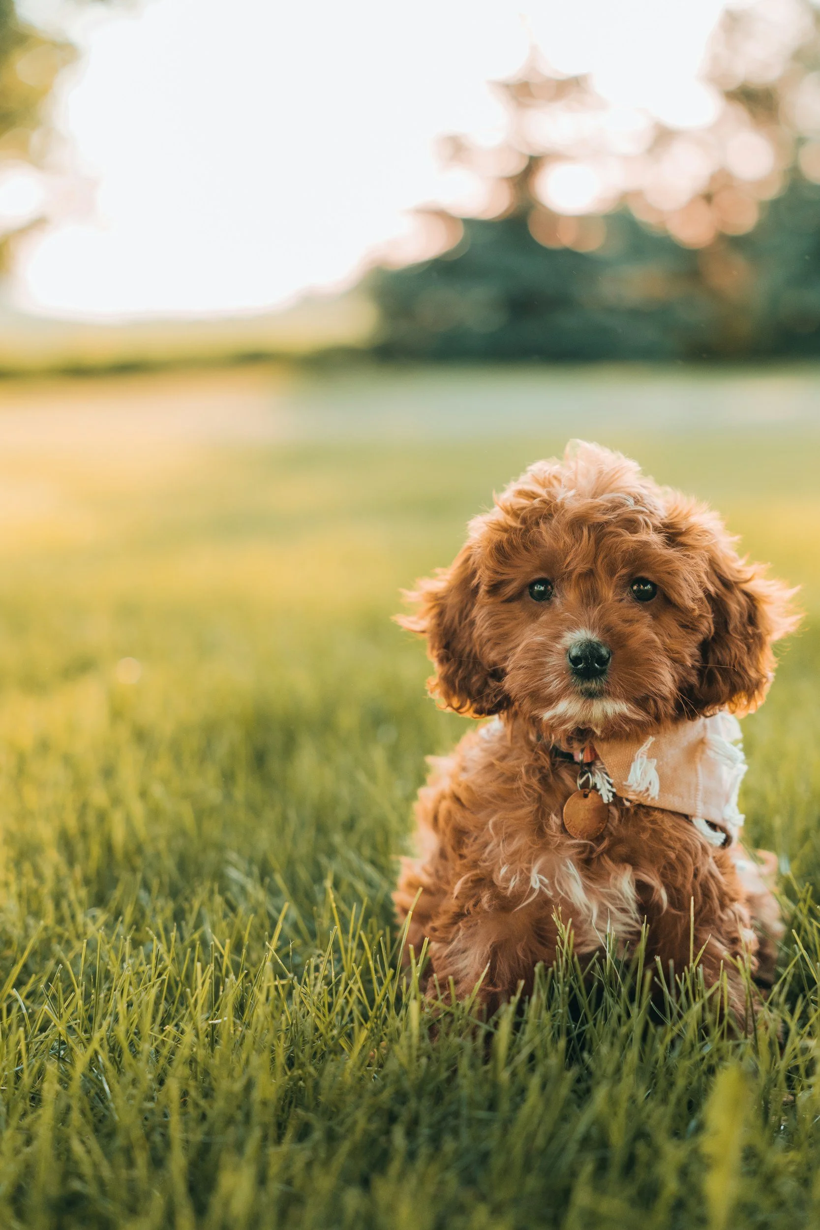 What is Puppy Kindergarten? The Windsong Academy Guide