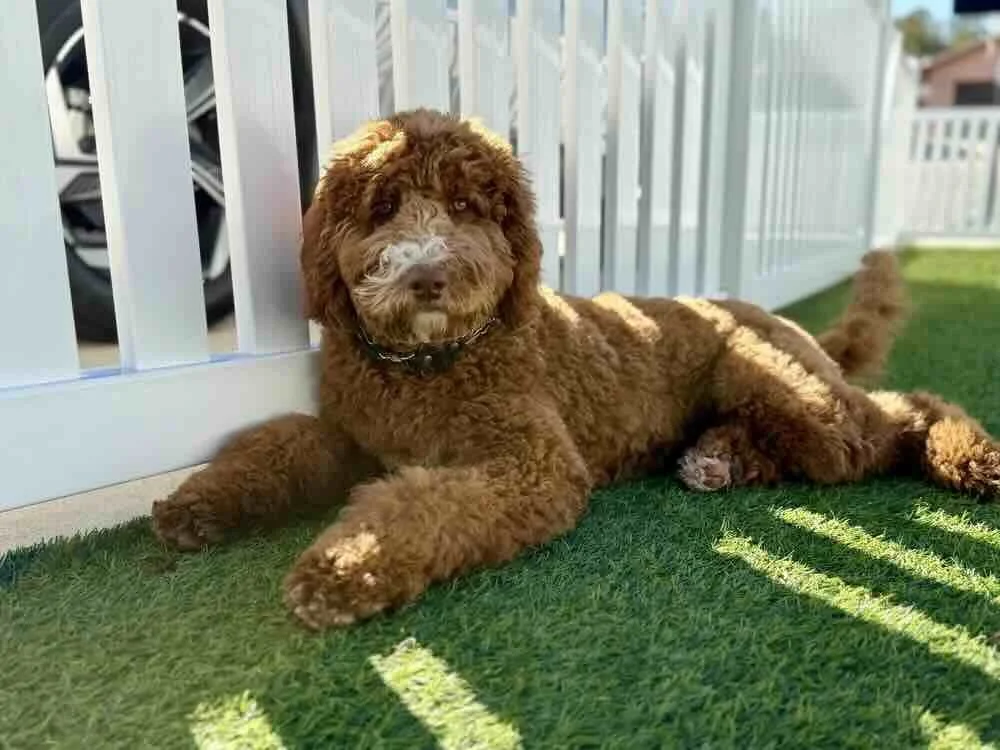 The "Easy Button" for Puppy Parenting: Our Head Start Program