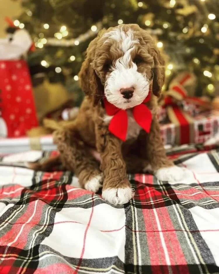Meet Our Christmas Puppies Ready To Go Home Just In Time For The Holidays