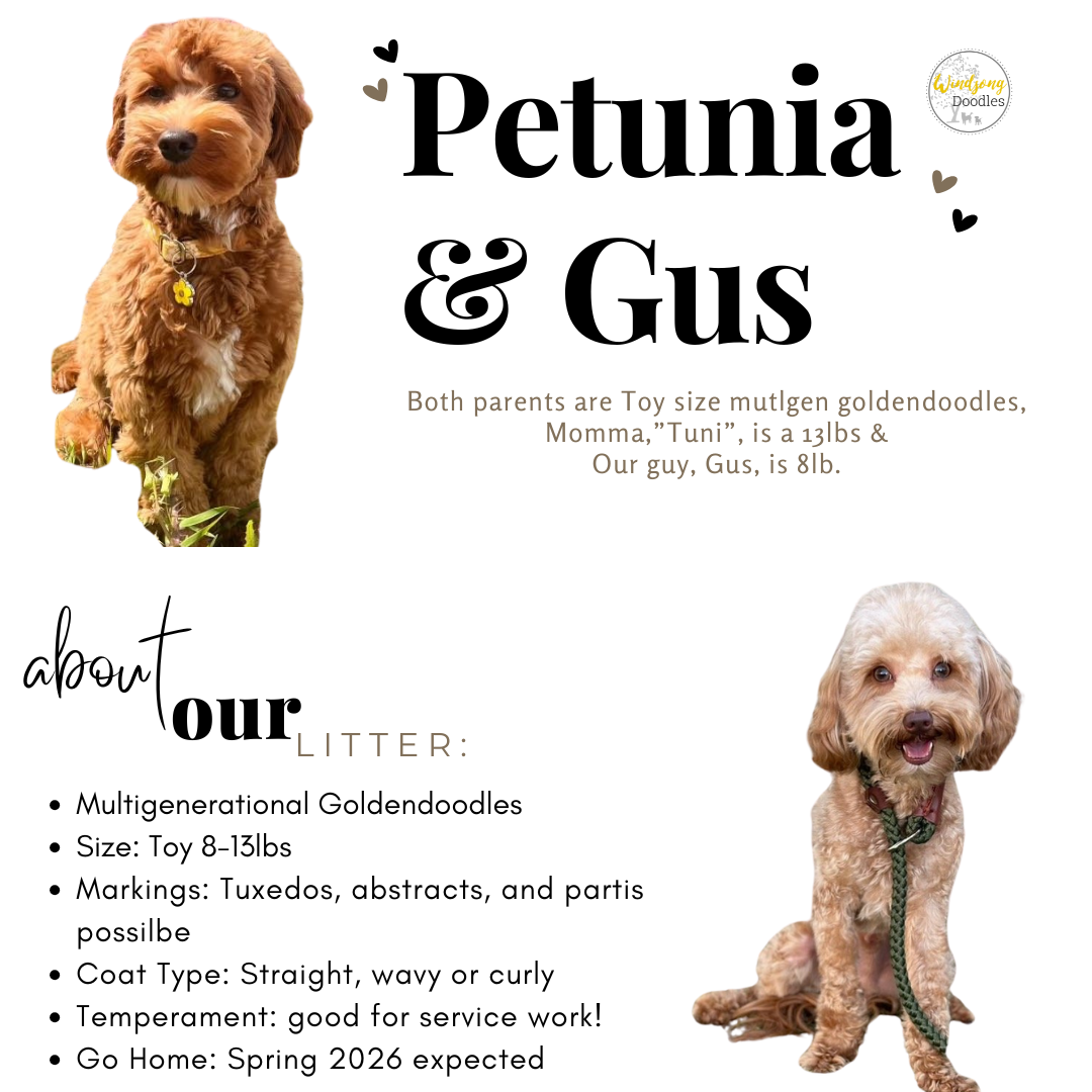 Design for a pet adoption poster featuring two photos of goldendoodle dogs, with one on the left and one on the right. The text indicates the dogs' names are Petunia and Gus, and provides details about their breed, weight, markings, coat type, temperament, and expected return home date.