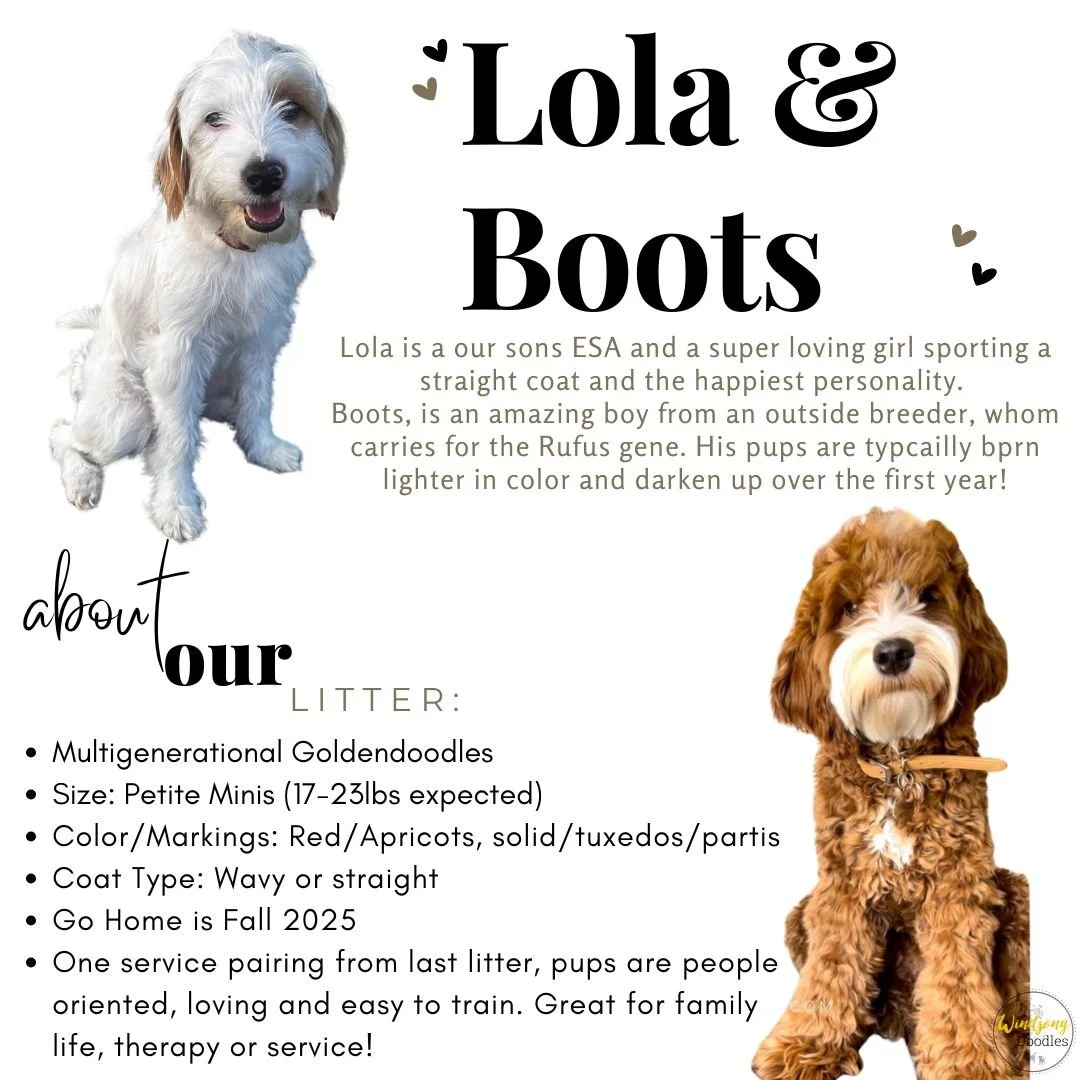 A flyer featuring two dogs named Lola and Boots, with a description about their breed, personality, and details about their litter, including size, color, coat type, and expected homecoming date.