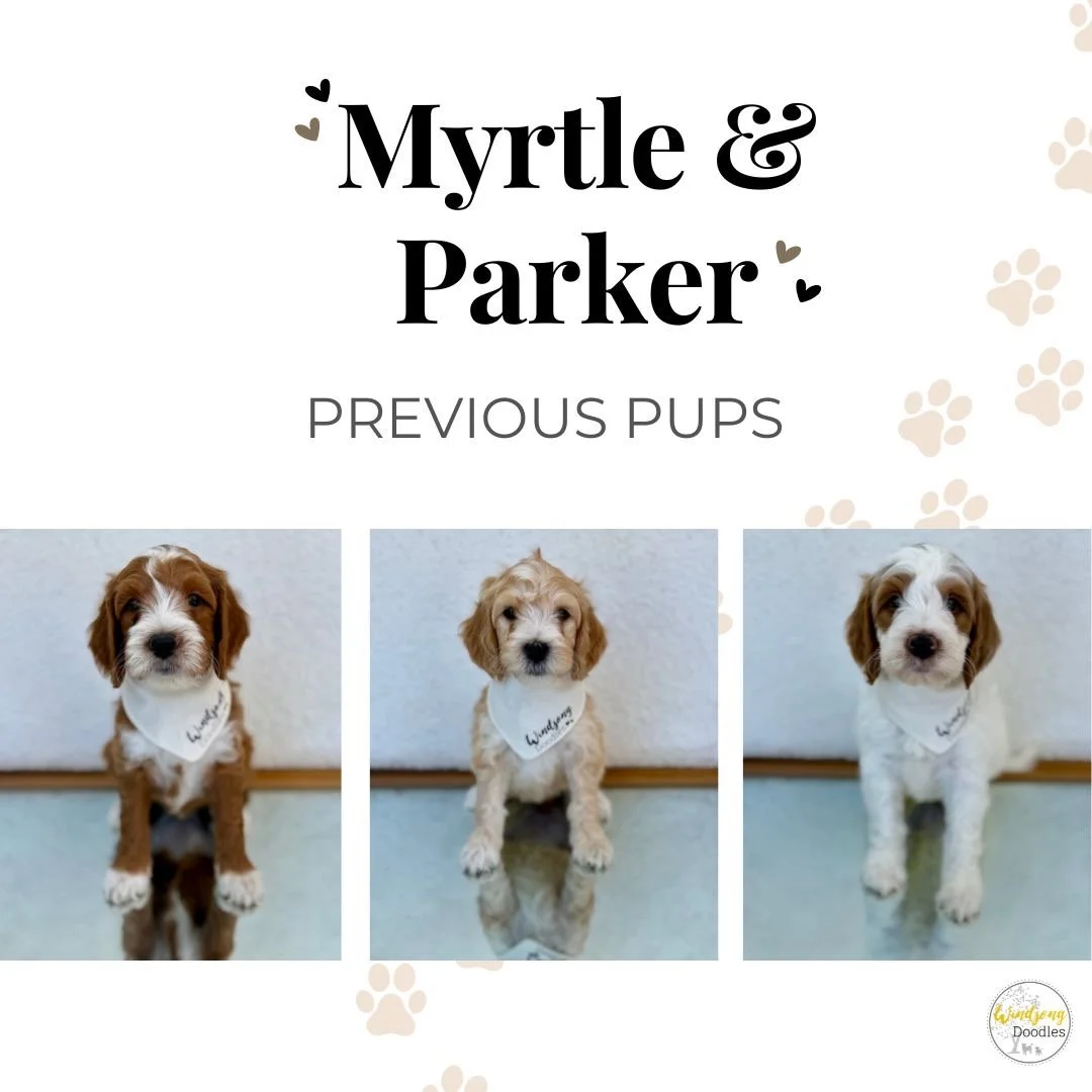 Three cute puppies with white bandanas sitting in a row against a white wall, with text above that says 'Myrtle & Parker' and 'Previous Pups' and paw print designs on the side.