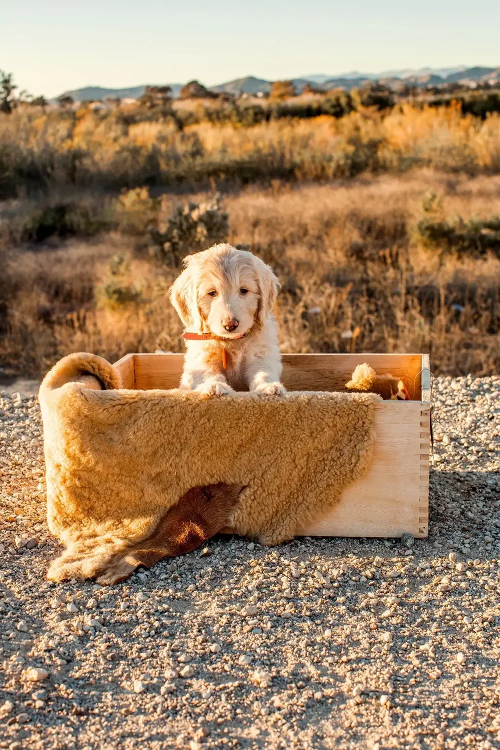 CA Premiere "Teddy Bear" Goldendoodle Breeder - Windsong Doodles