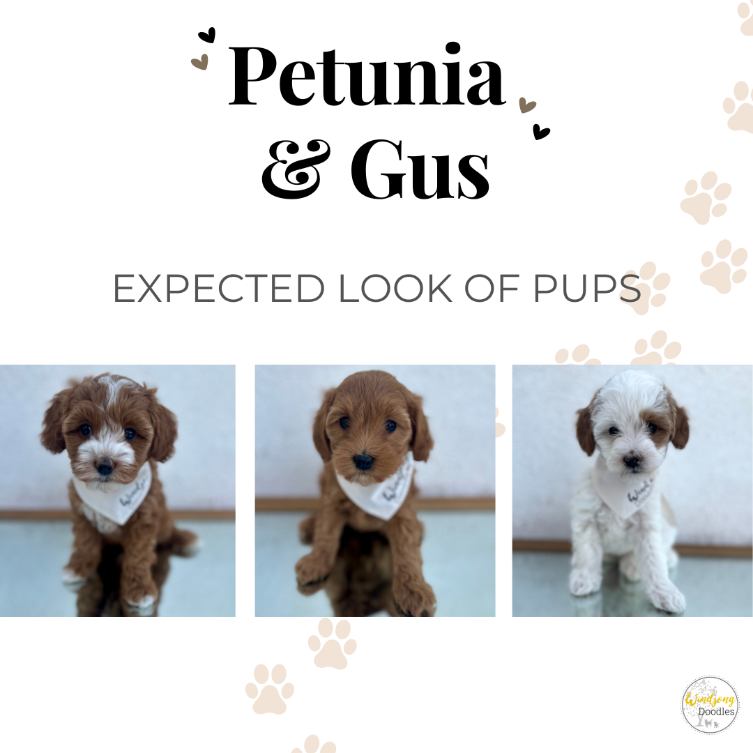 Image of a sign with the text 'Petunia & Gus' and 'Expected Look of Pups,' featuring photos of three puppies, two brown and one white, each wearing a white bandana.