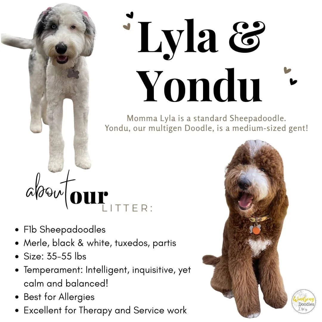 A promotional poster featuring two adorable multigenerational doodle dogs, a white sheepadoodle and a brown teresheep, along with text about their litter and characteristics.