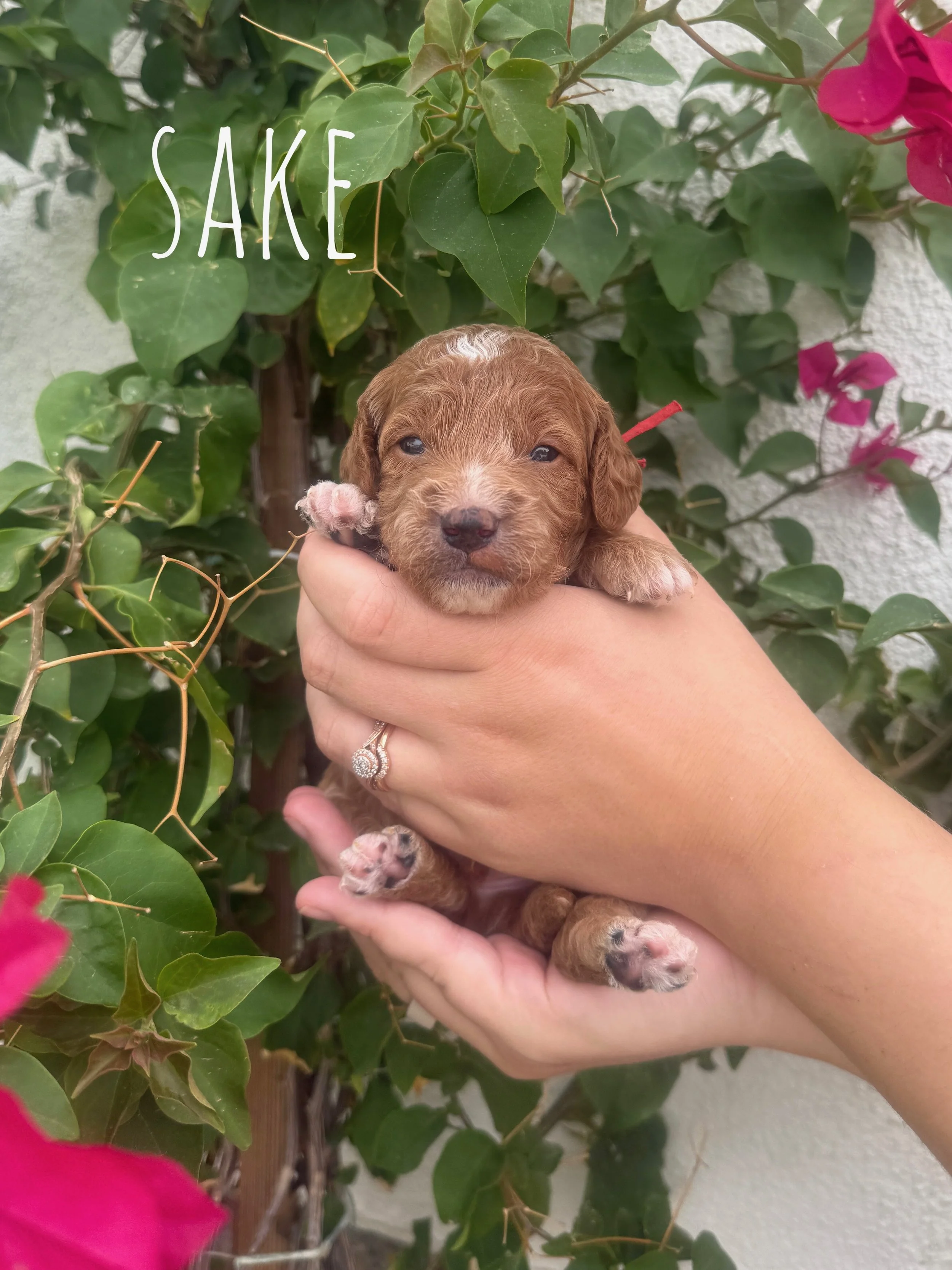 mini goldendoodle for sale san diego.jpeg